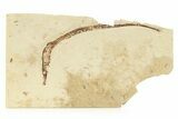 Fossil Pipefish (Hipposyngnathus) - California #275015-1